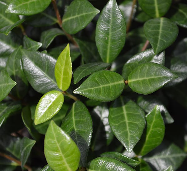 Green Asian Jasmine by at Twin Oaks
