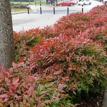 Dwarf Firepower (Nana) Nandina by at Twin Oaks