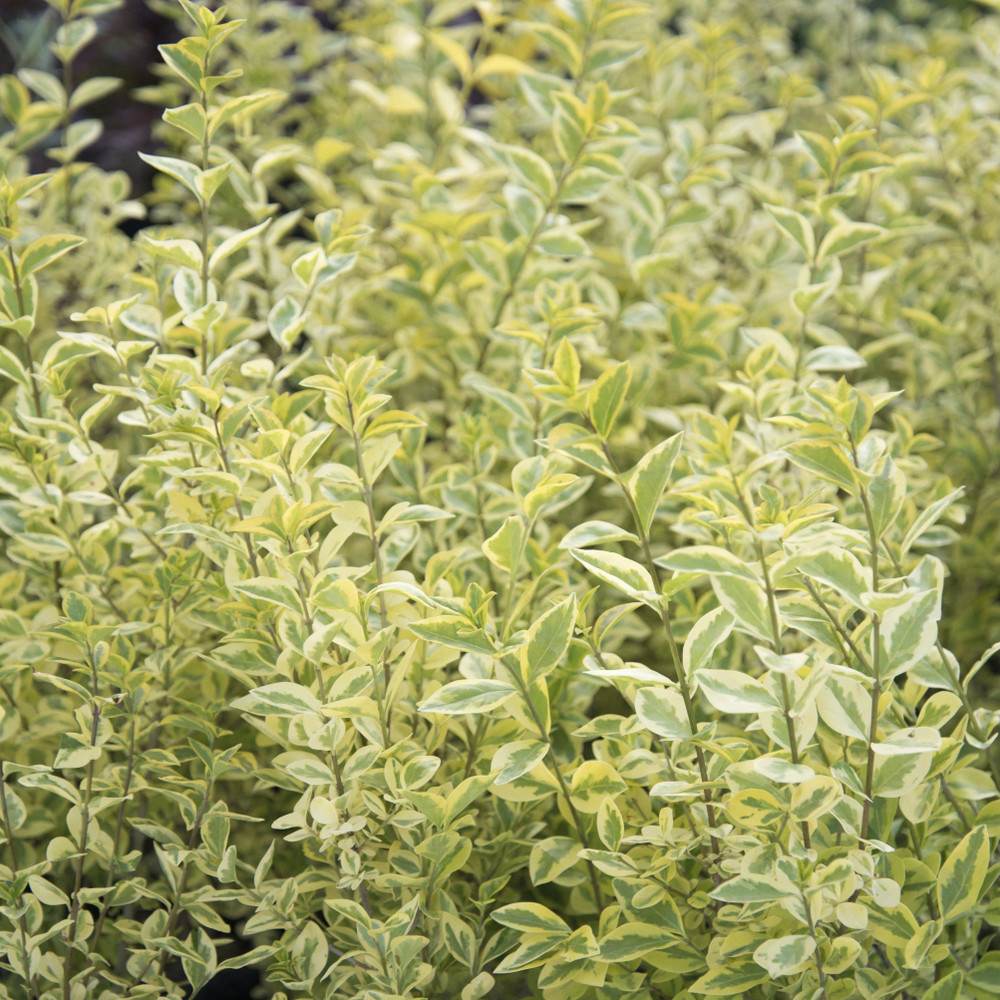 落葉樹 jabss Jackfrost Ligustrum by at Twin Oaks