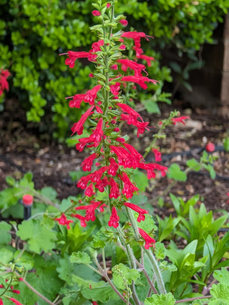 Cedar Sage - Salvia roemeriana by at Twin Oaks