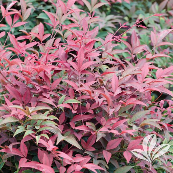 Flirt Nandina by at Twin Oaks