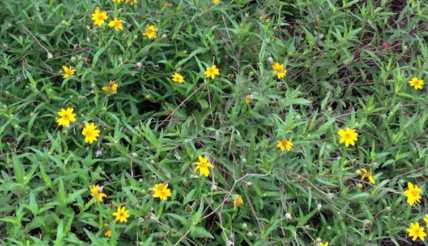 TAN レモンビスチェ junmikami fumikauchida MiniFamous® Double Lemon Calibrachoa - Buchanan's Native Plants