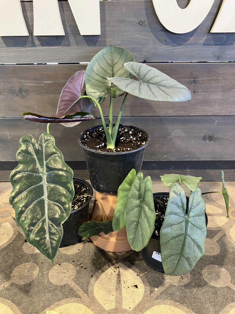 Alocasia - Assorted by at Twin Oaks