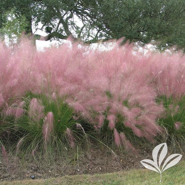 Pink Muhly Grass by at Twin Oaks
