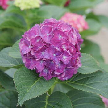 Hydrangea4936　0807指定18日 Wee Bit Grumpy Hydrangea by at Twin Oaks