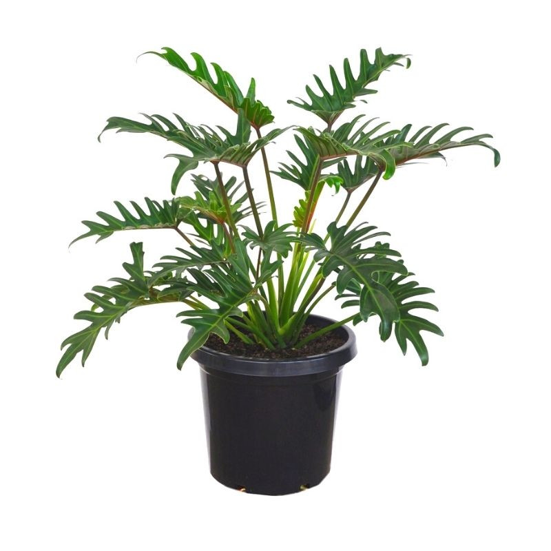 Philodendron Xanadu - 3 Gallon by at Twin Oaks