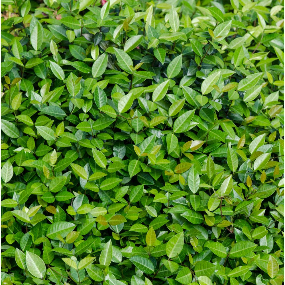 Asian Jasmine Full Flat 18ct by at Twin Oaks