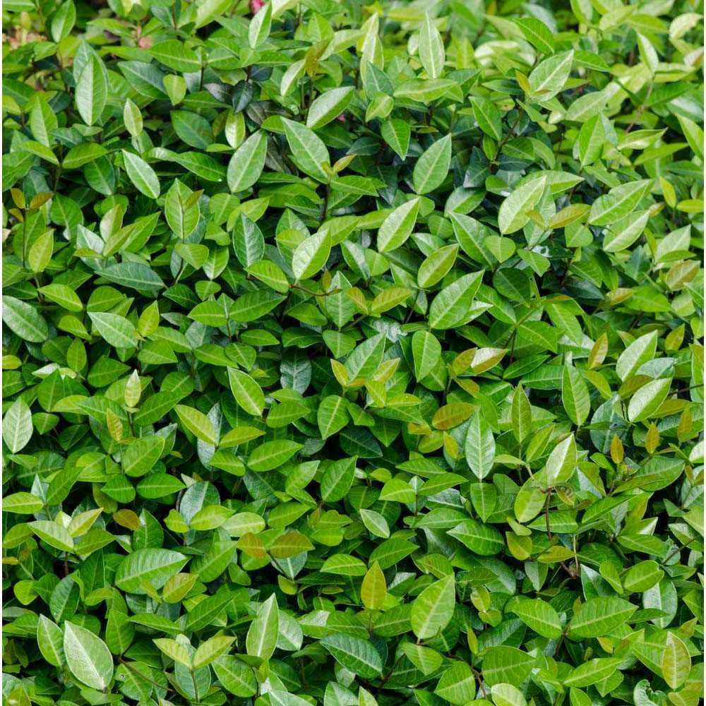 jasmineページ Asian Jasmine Full Flat 18ct by at Twin Oaks
