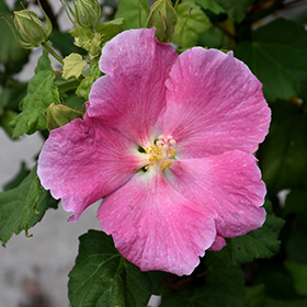 Single Pink Confederate Rose Hardy Hibiscus by at Twin Oaks