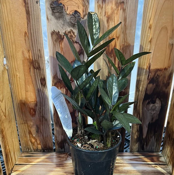 ZZ Super Nova Houseplant by at Twin Oaks