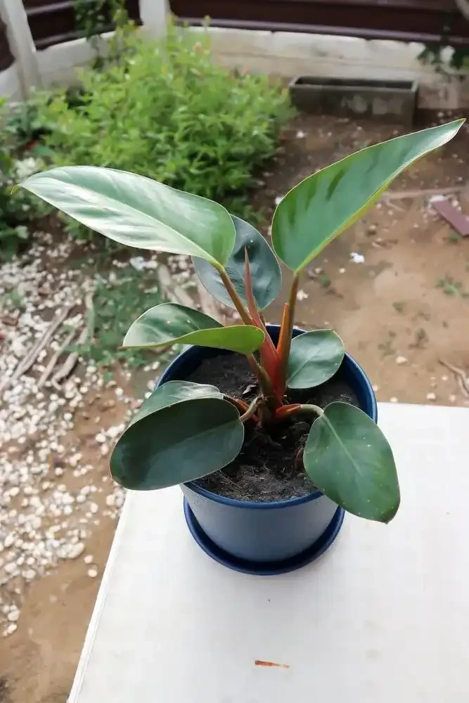 Twin Oaks Philodendron Rojo Congo
