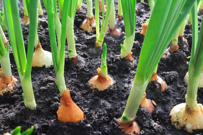 Onion Planting Varieties