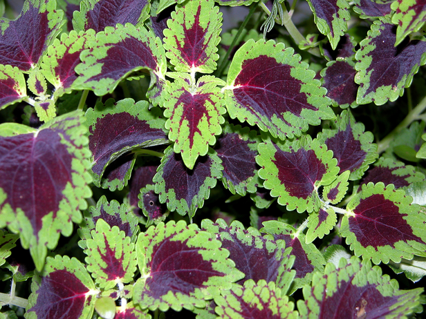 shade plants 