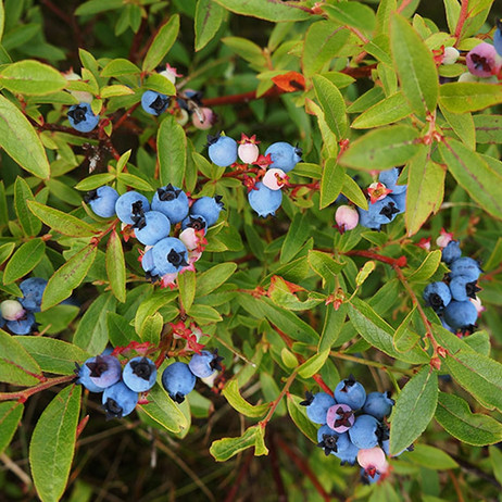 blueberries in North Texas 