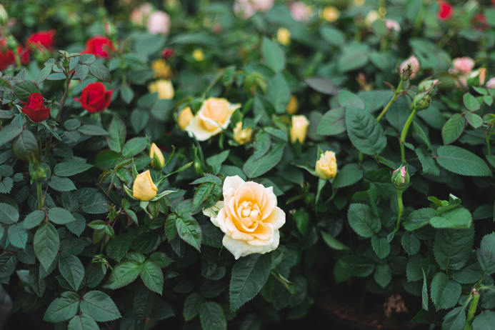 Basic Rose Care 
