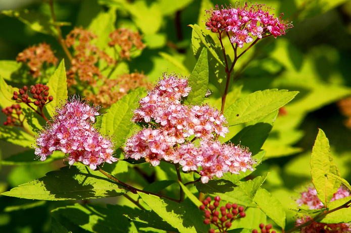 Gold Mound Spirea 