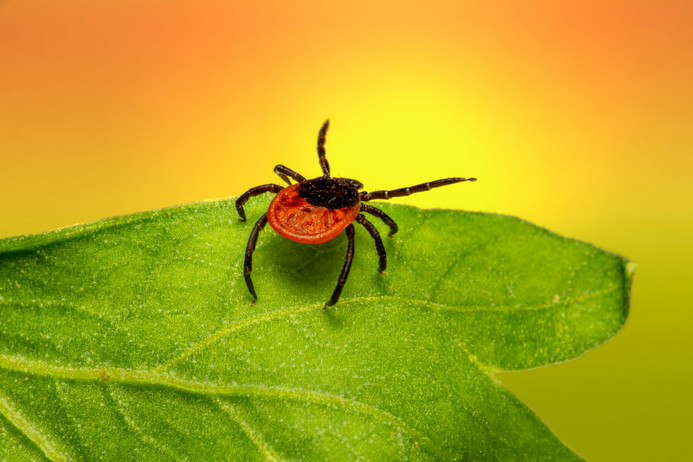 Oh No! Ticks!
