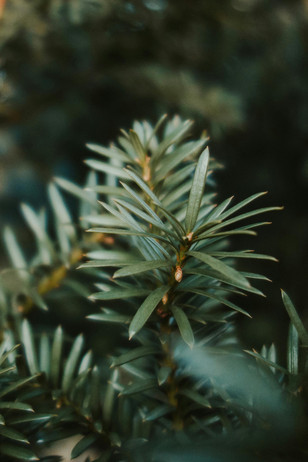 This is a Plant 'Yew' Should Use! This is a Plant 'Yew' Should Use!
