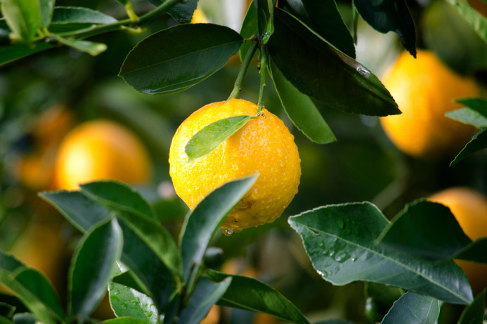 When Life Gives You Lemons!
