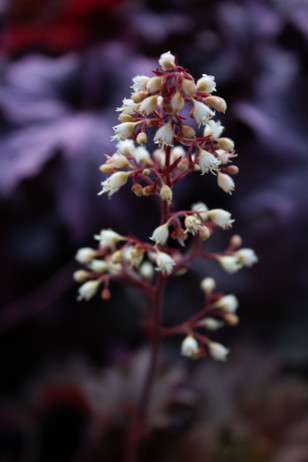 Plant Flowering Cabbage & Kale for a Bold Fall Display! 