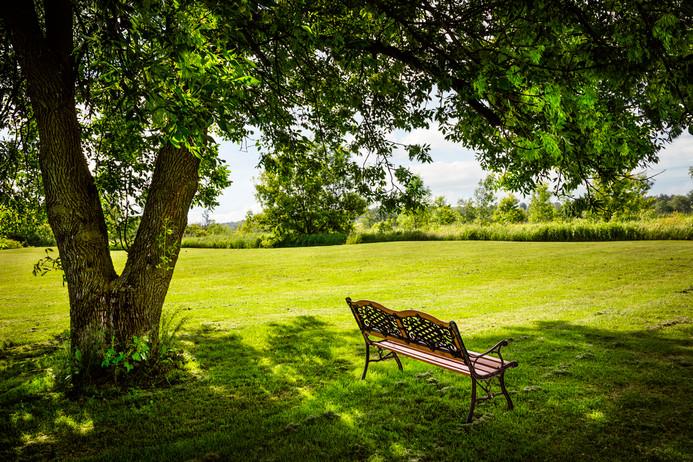 Trees for Shade: Enhance Your Outdoor Space in Texoma
