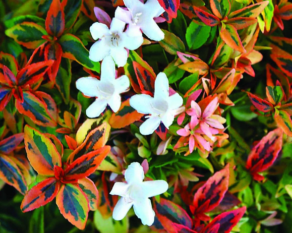 Celebrating Texoma’s Flora: Highlighting Unique Local Plants