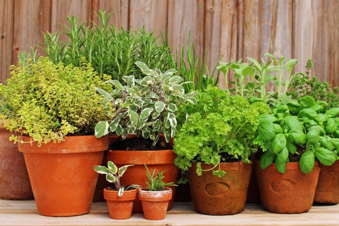 Herbs 