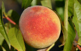 Peach