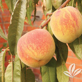 Peach