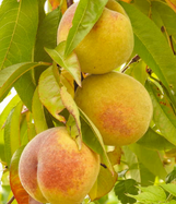 Peach