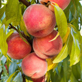 Peach