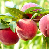 Peach