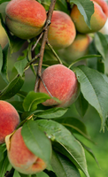Peach Trees at Twin Oaks Nursery & Supply - Fresh & Healthy