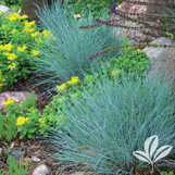 Elijah Blue Fescue made by here at Twin Oaks Nursery & Supply