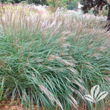 Little Kitten Grass made by here at Twin Oaks Nursery & Supply