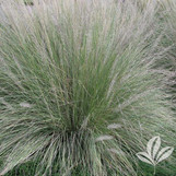 Lindheimer Muhly Grass