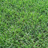 Bermuda Seed Unhulled & Coated - 50 lb