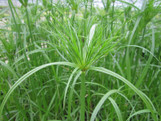 Egyptian Papyrus is here at  Twin Oaks Nursery & Supply in Denison & Sherman Tx