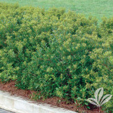 Southern Waxmyrtle