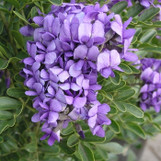 Texas Mountain Laurel