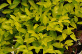 Duranta - Cuban Gold - 3 Gallon made by here at Twin Oaks Nursery & Supply
