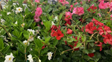 Mandevilla - Assorted Varieties