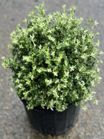 Snow Rose - White Margin