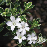 Snow Rose - White Margin