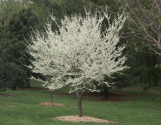 Texas White Redbud