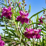 Desert Willow 'Sweet Bubba' made by here at Twin Oaks Nursery & Supply