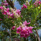 Desert Willow 'Sweet Bubba'