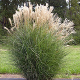 Silver Maiden Grass made by here at Twin Oaks Nursery & Supply