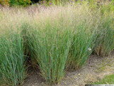 Switch Grass made by here at Twin Oaks Nursery & Supply