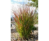 Switch Grass